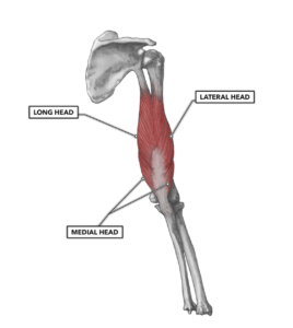 Elbow extensor muscles